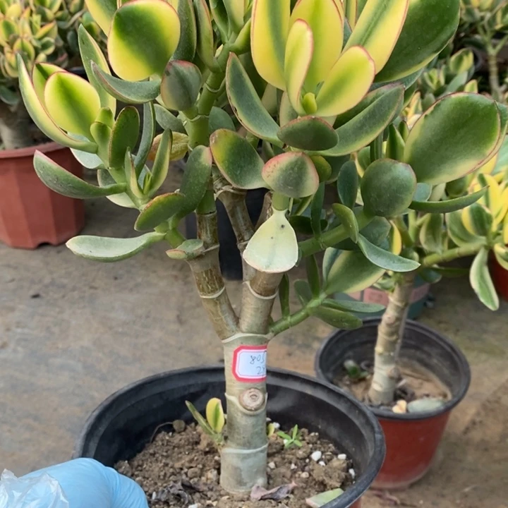 新花月锦一物一拍