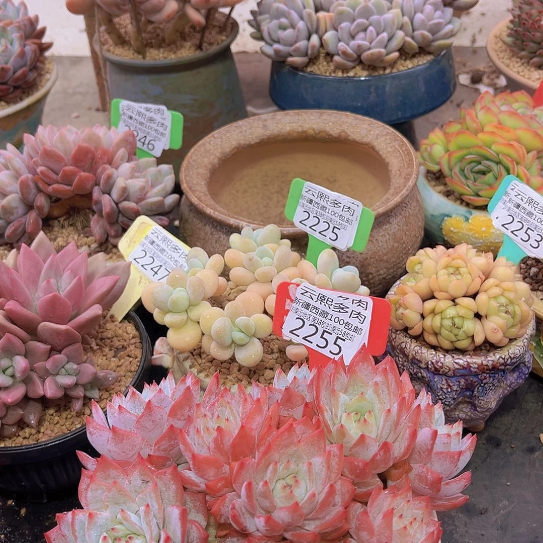 2255粉蓝鸟多肉植物