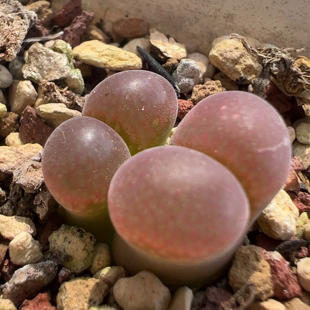 福利特特特 肉锥植物