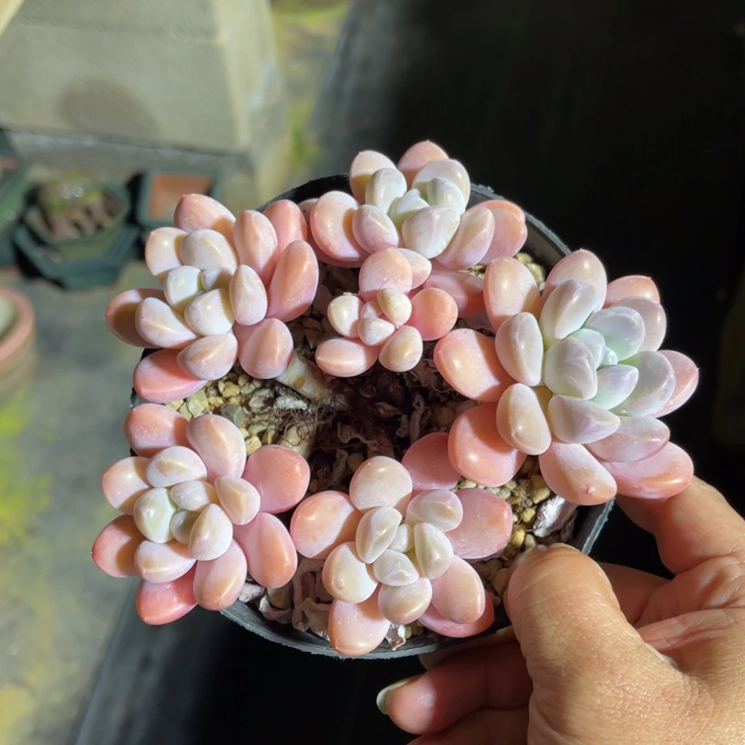 香水奶 一物一拍不支持退换