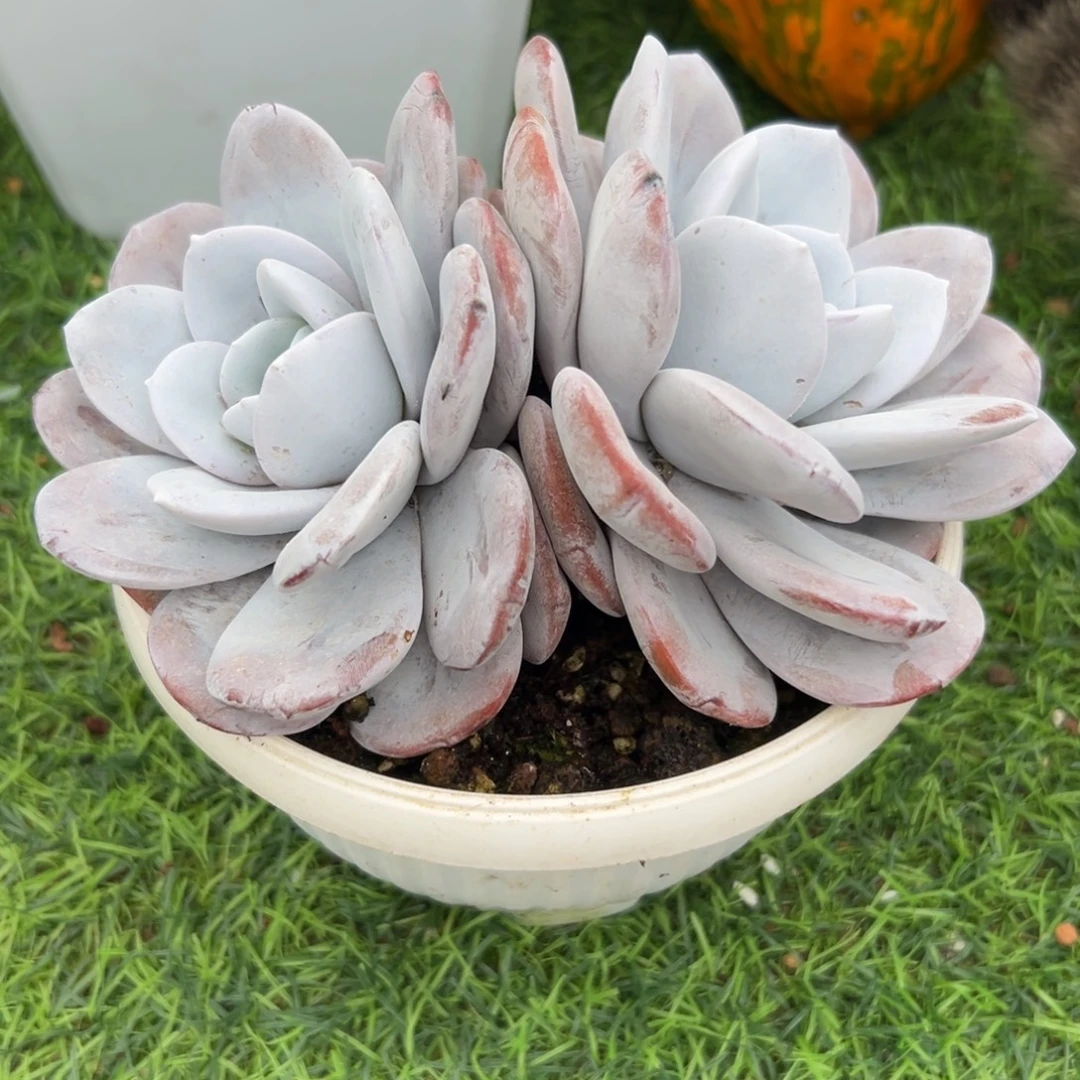 赛***雪雪，莲，双头……发货。……