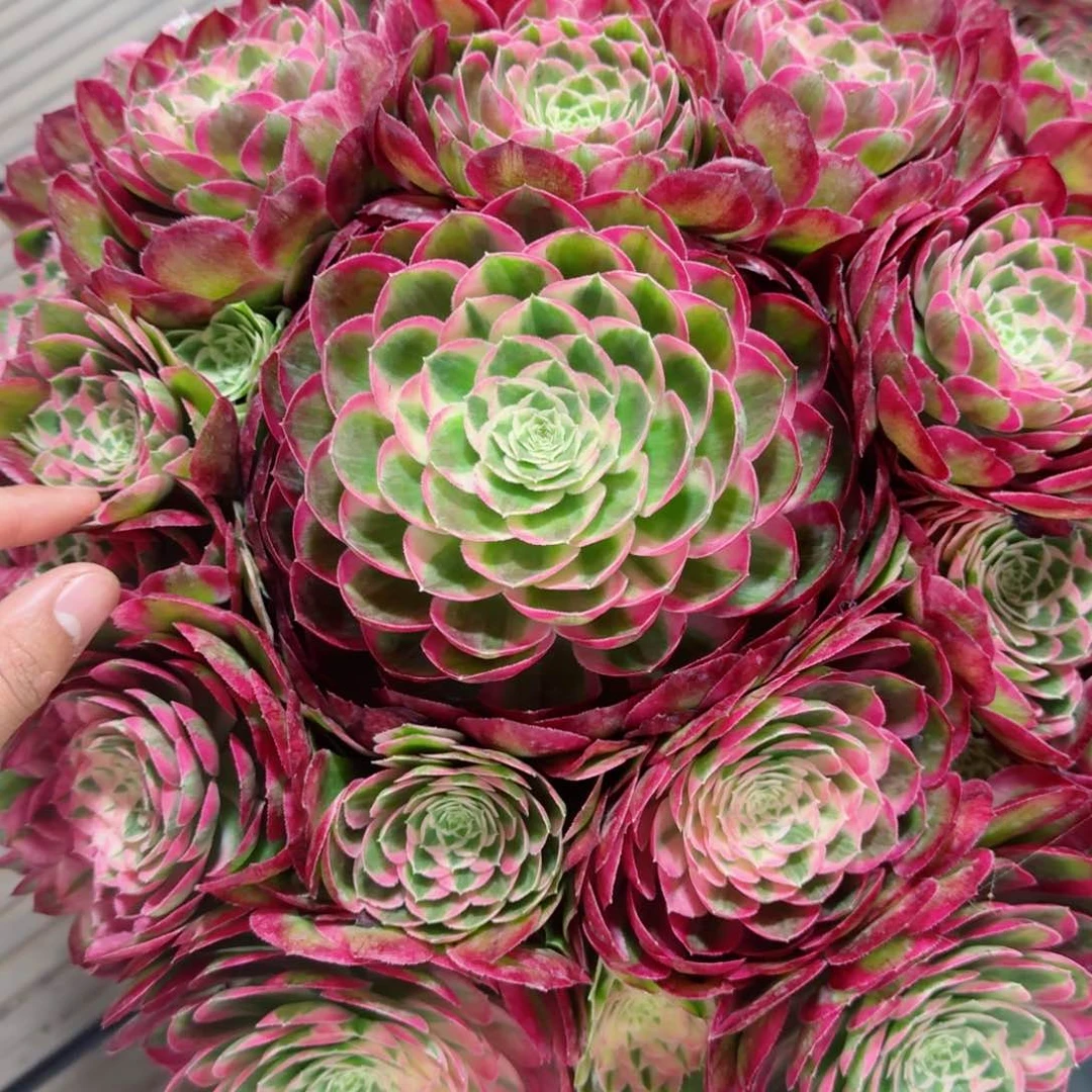 帕**尔多肉植物发货发货