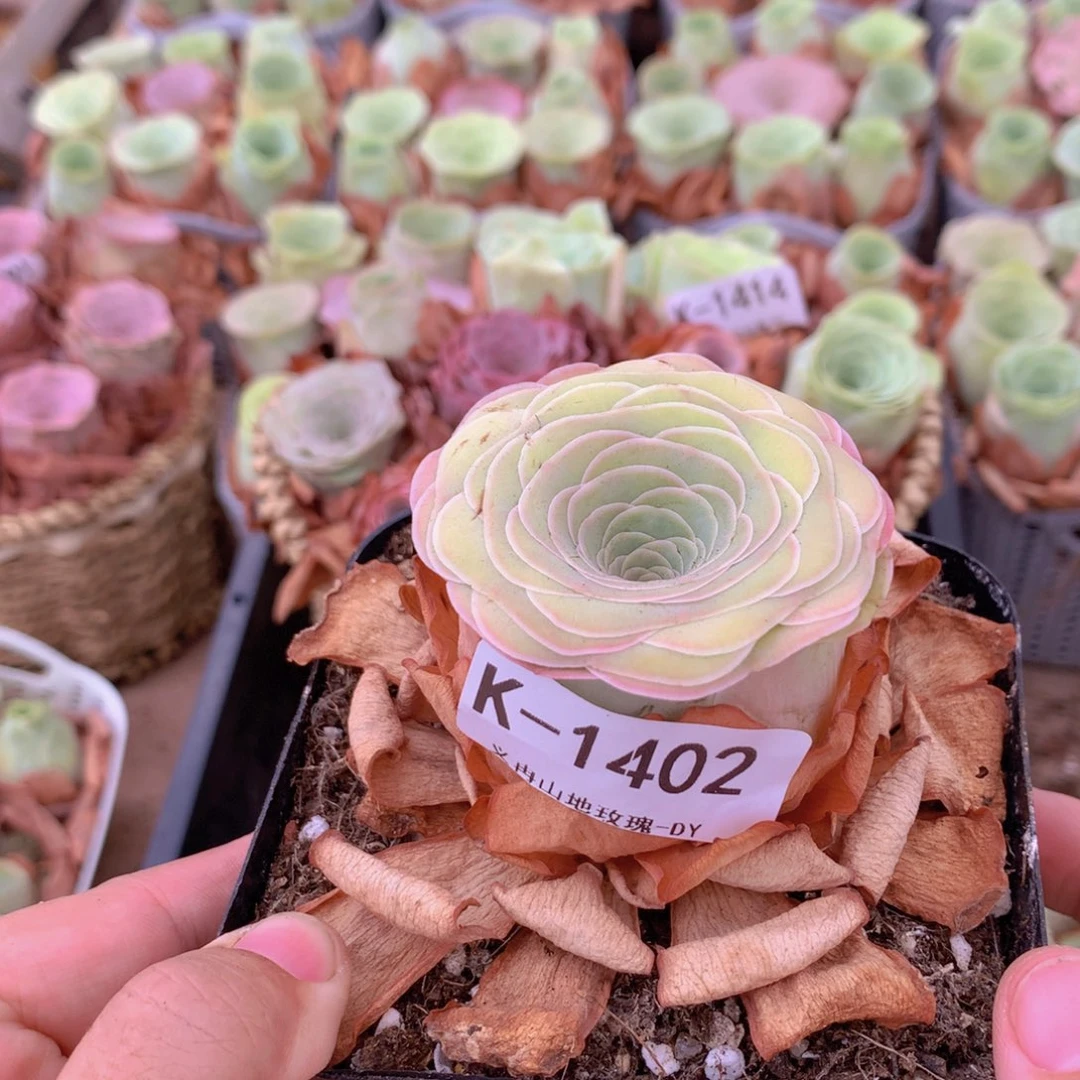 1402彩虹平底锅b b b