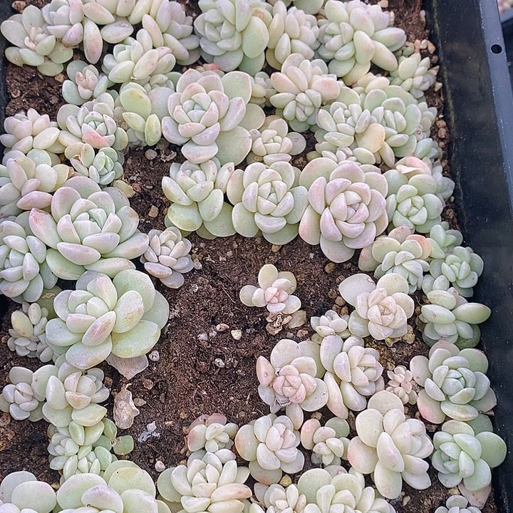 92 多肉植物盆栽花卉植物