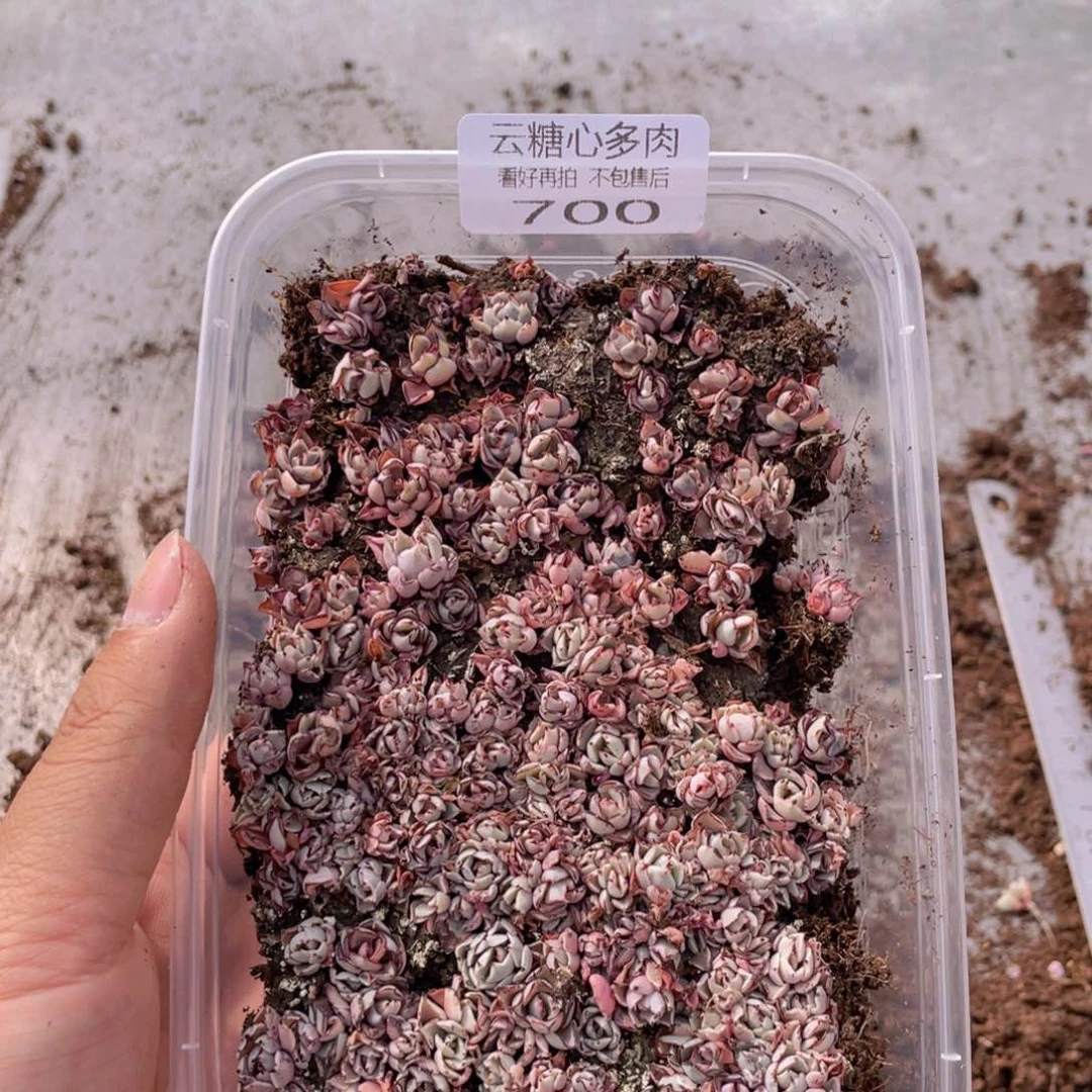 云糖心多肉植物700
