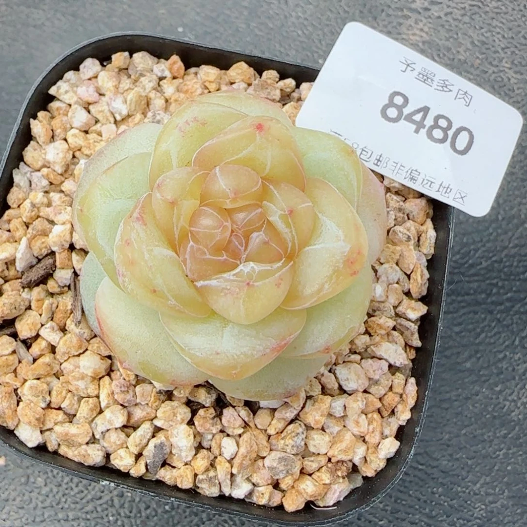 月白珍妮，8480多肉植物