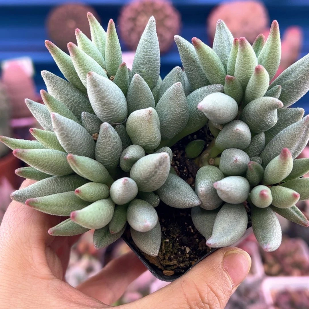 胖****?哈默大红嘴。