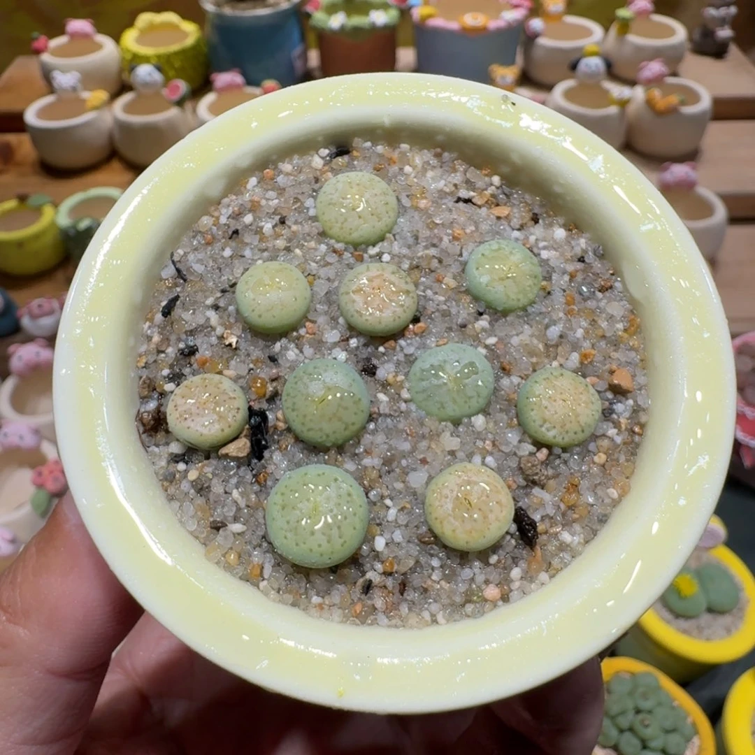 蘑菇1279绿象牙多肉植物