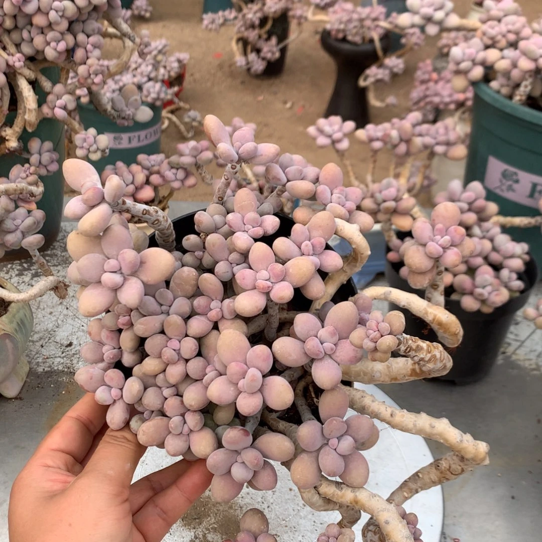 桃蛋老桩不带盆59号