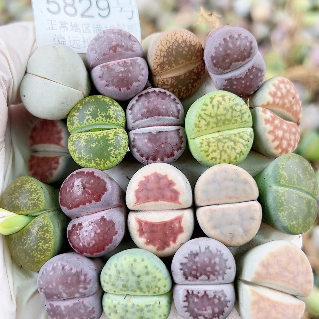 5829 好养易活生石花大母本18个