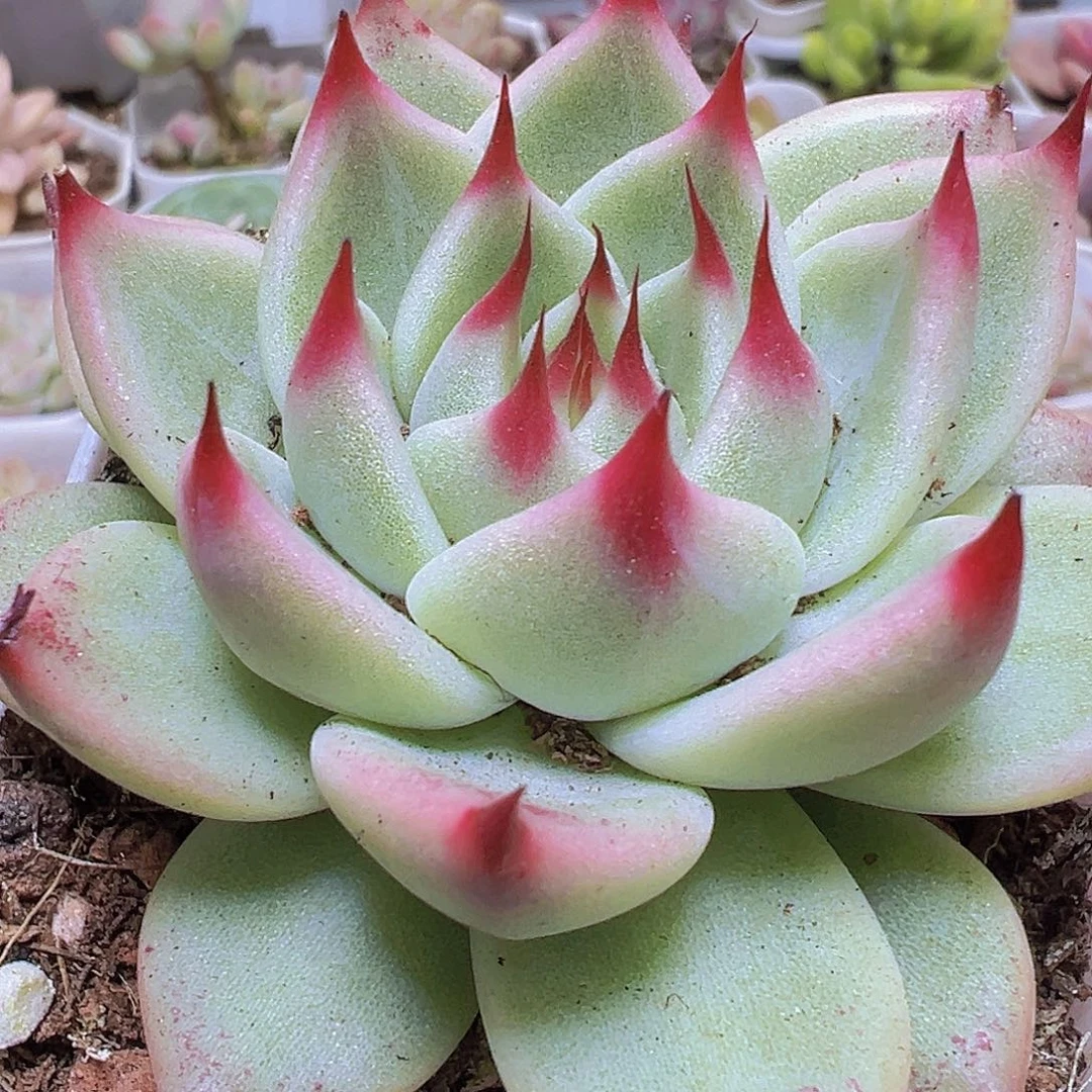 托斯卡19包邮多肉植物