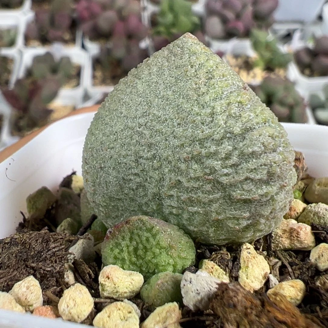 w圆胖纹路款实生新品