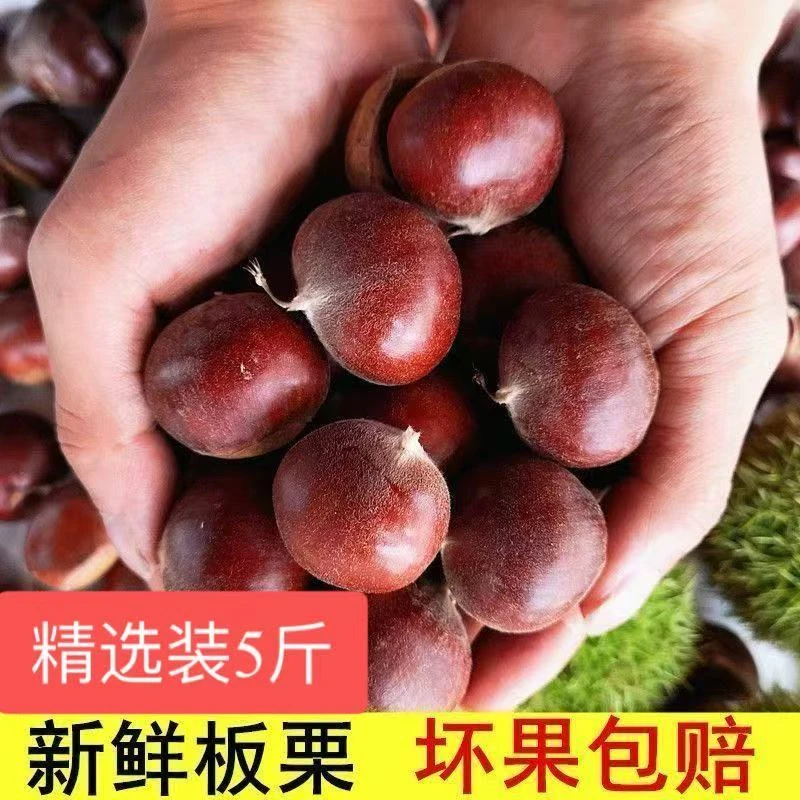 【2025年现摘】优质板栗好剥皮【老品种】助农专属