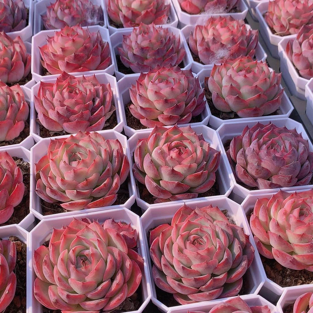 侧影2盆4946464946464