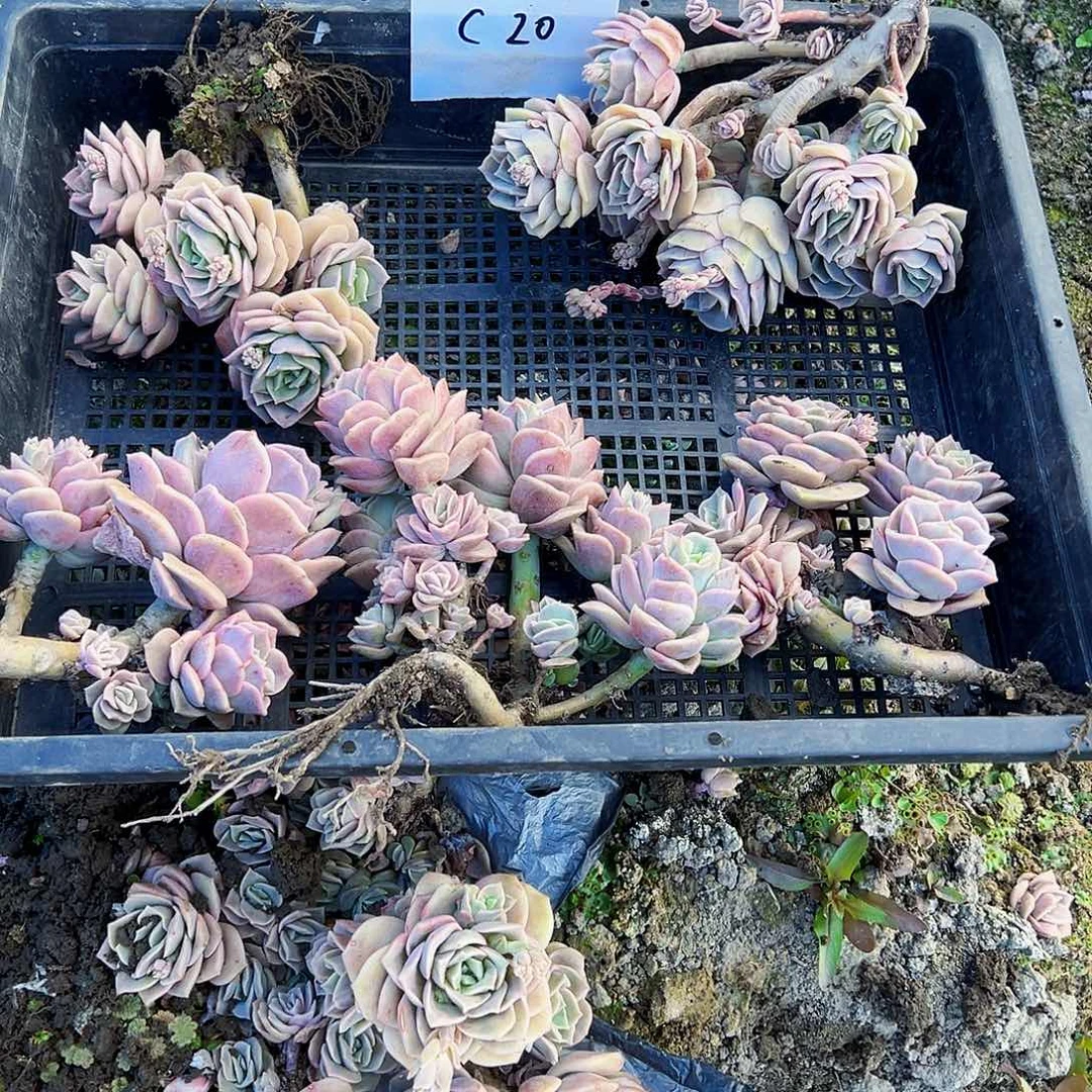 c20号不售后可爱玫瑰5颗