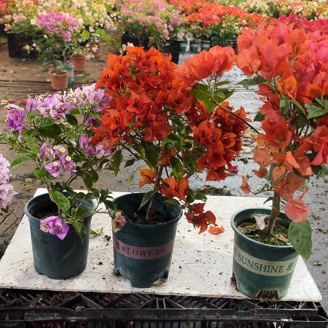 大部分花苞少量开放雪紫，红桑巴，夕阳红