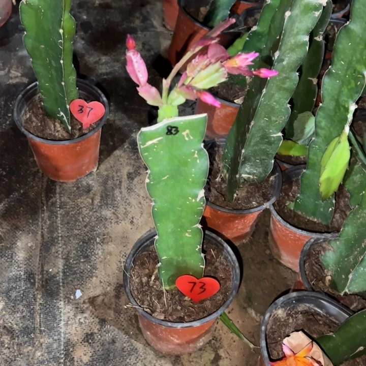 海***轩当前无花栽培后可以开花083  73