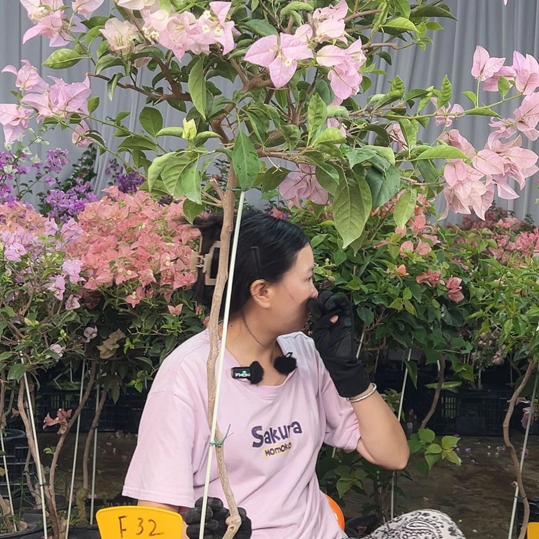 晨***曦大部分花苞少量开放F32赛佛里