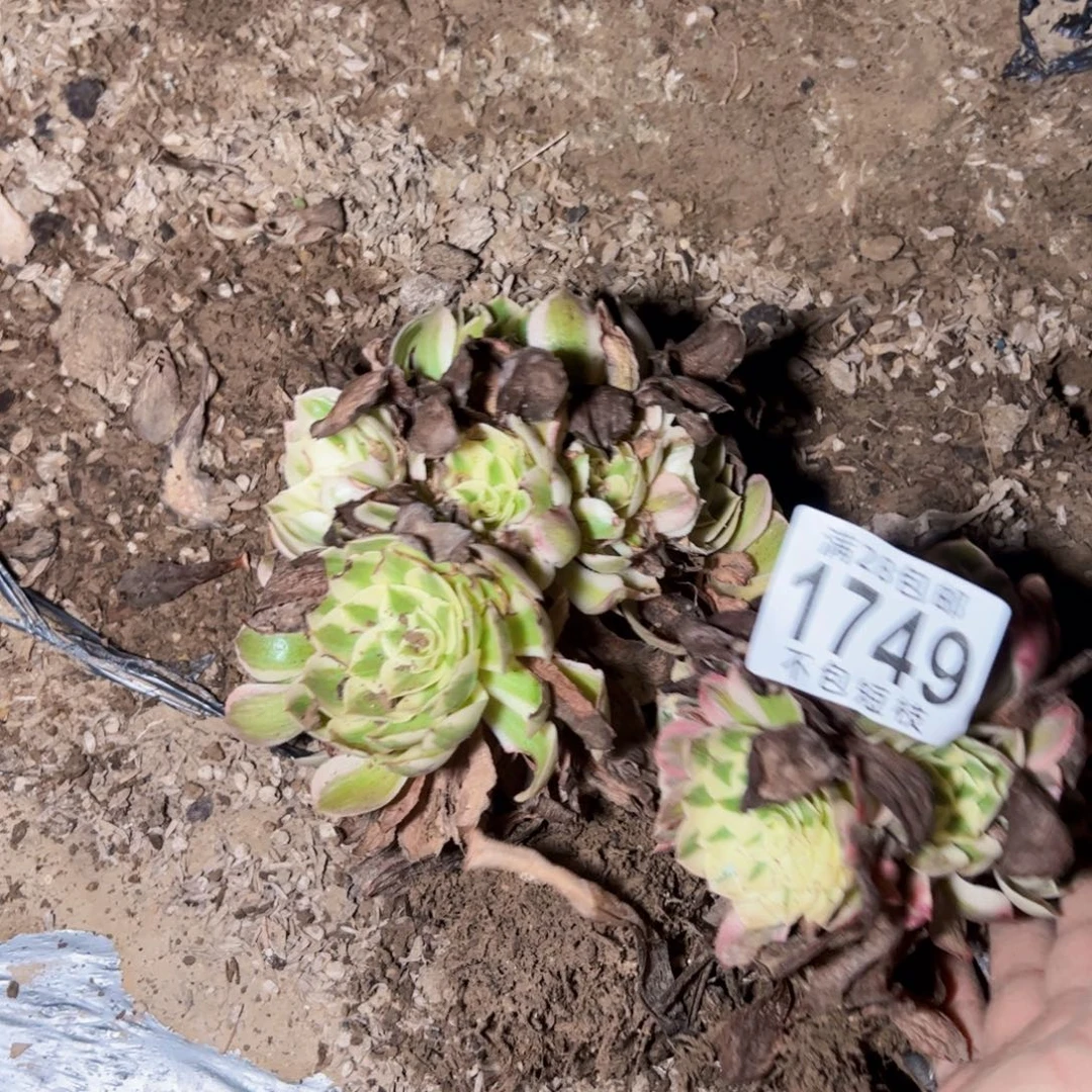 朵***马组合砍头多肉植物法师1749