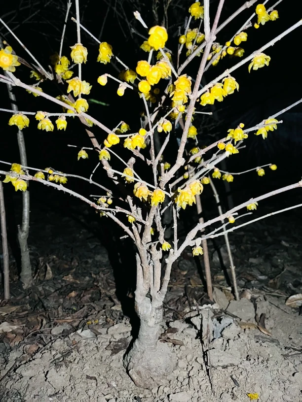 精品素心腊梅一物一拍