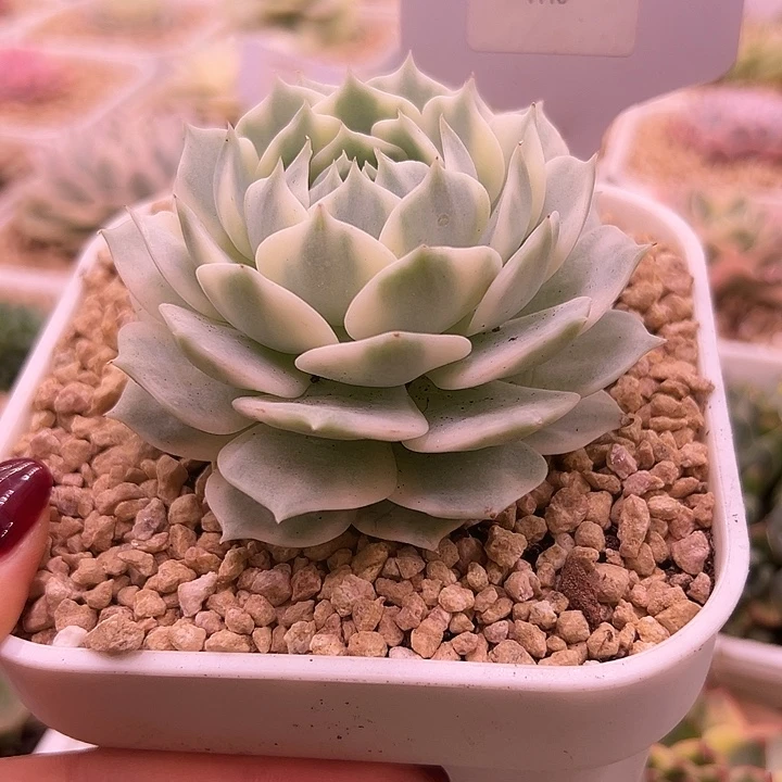 1116露娜莲锦多肉植物