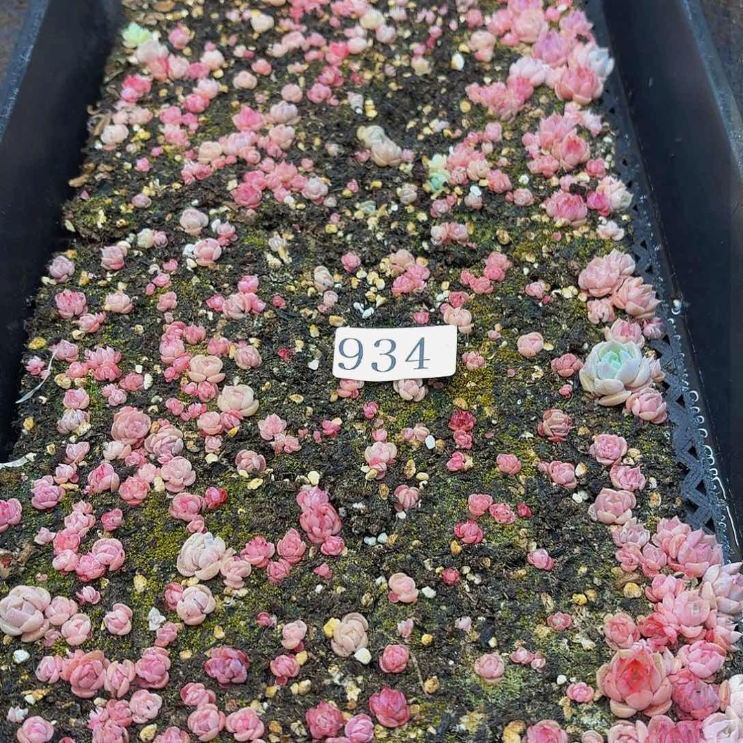 多肉植物多肉植物934