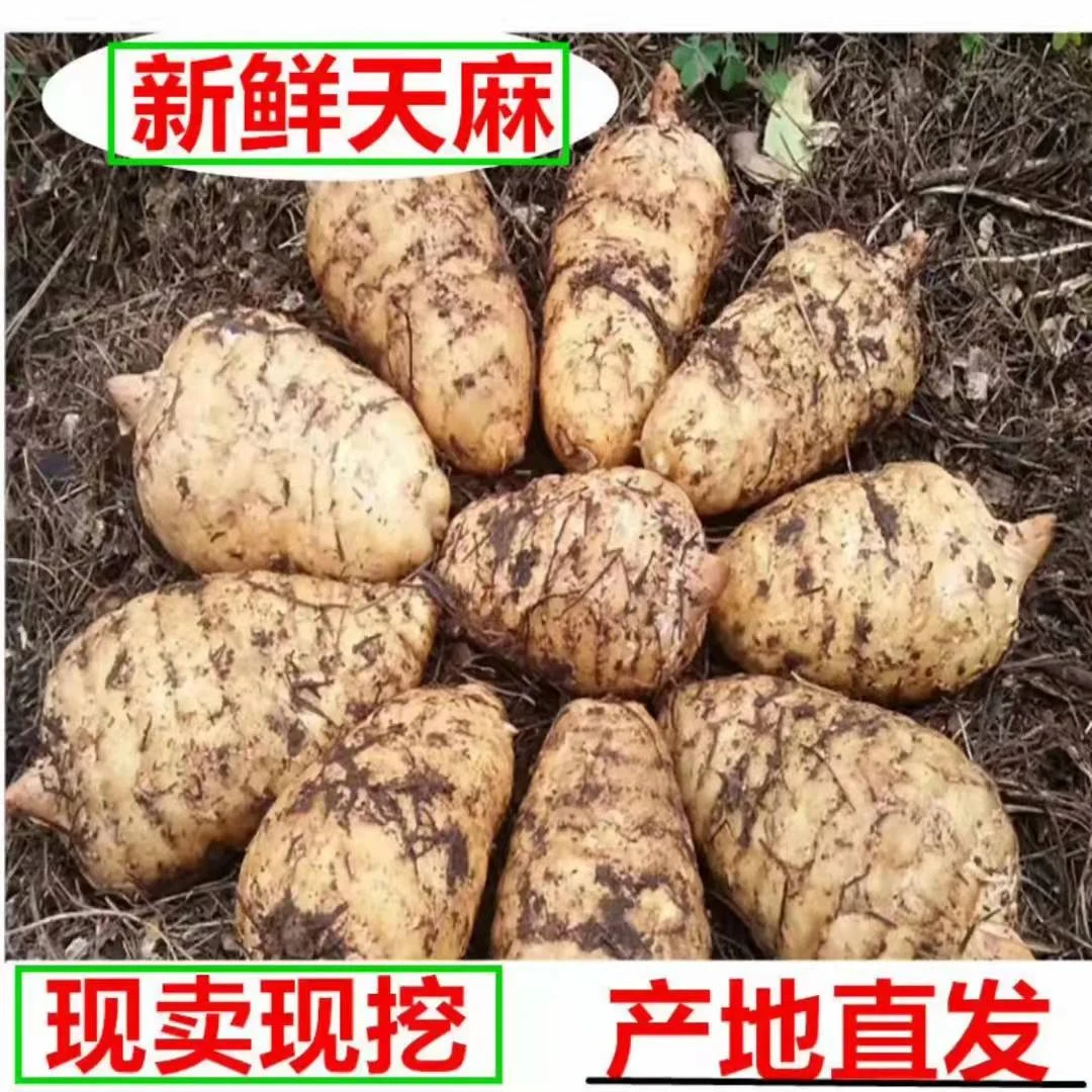 贵州高山新鲜天麻活麻现挖现发顺丰包邮