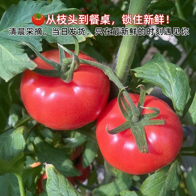 3斤装 5斤装 河南西红柿新鲜自然熟蔬菜水果当季沙瓤大番茄整箱