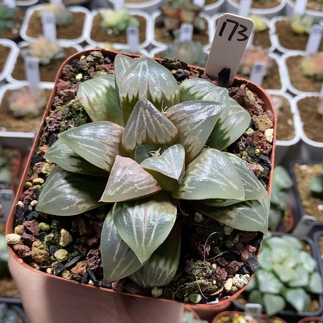 173水晶银龟哈哈哈哈哈哈