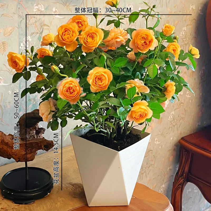 带花苞果汁阳台月季浓香型四季开花好养护易活庭院绿植月季玫瑰