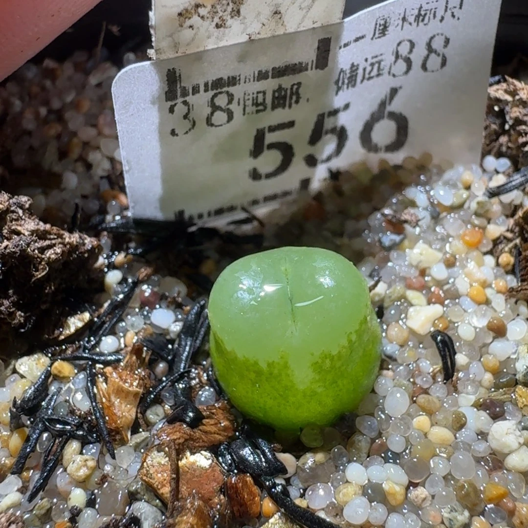 Sss新年福利福利556雪茄