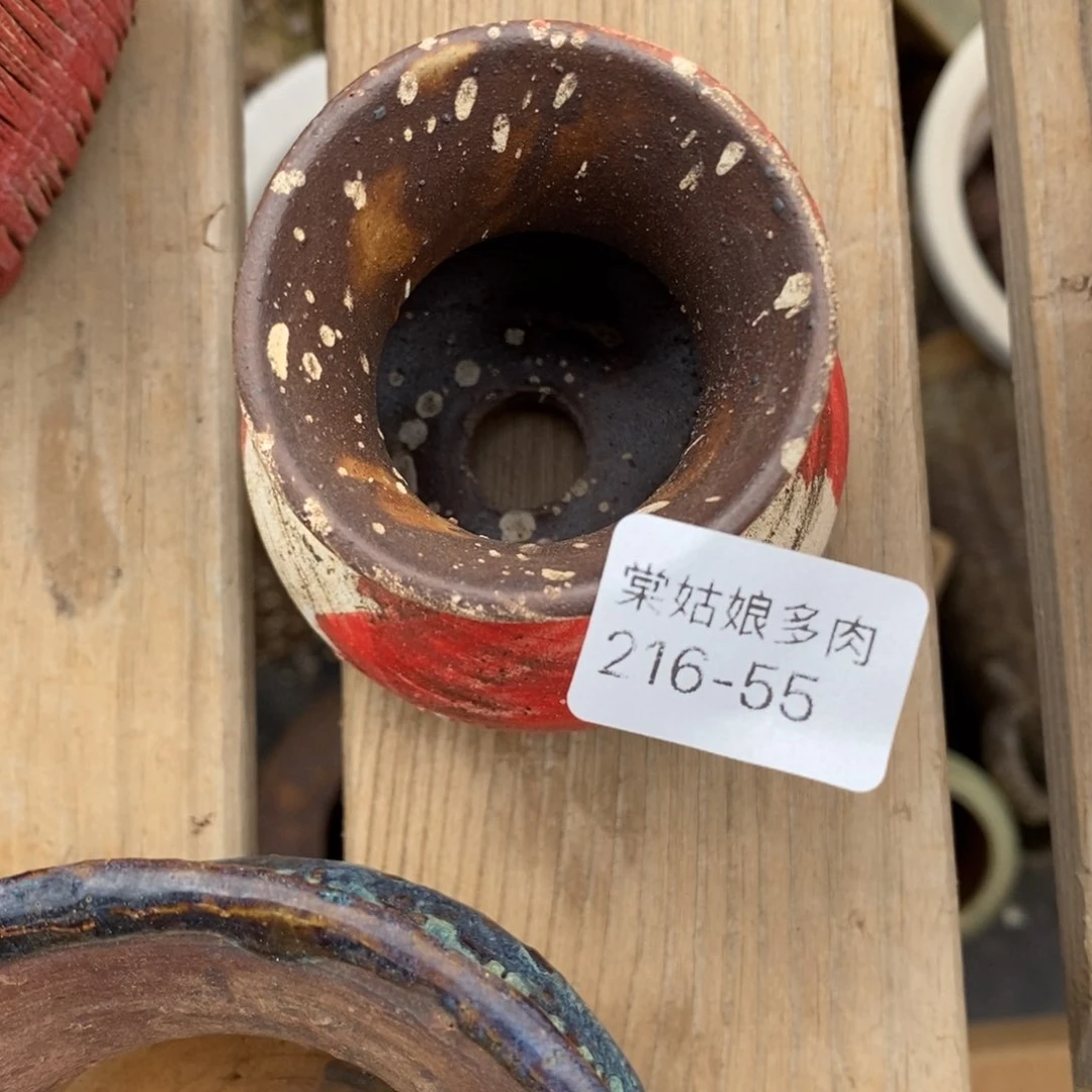 红陶骑****鲸55号多肉盆一个呀