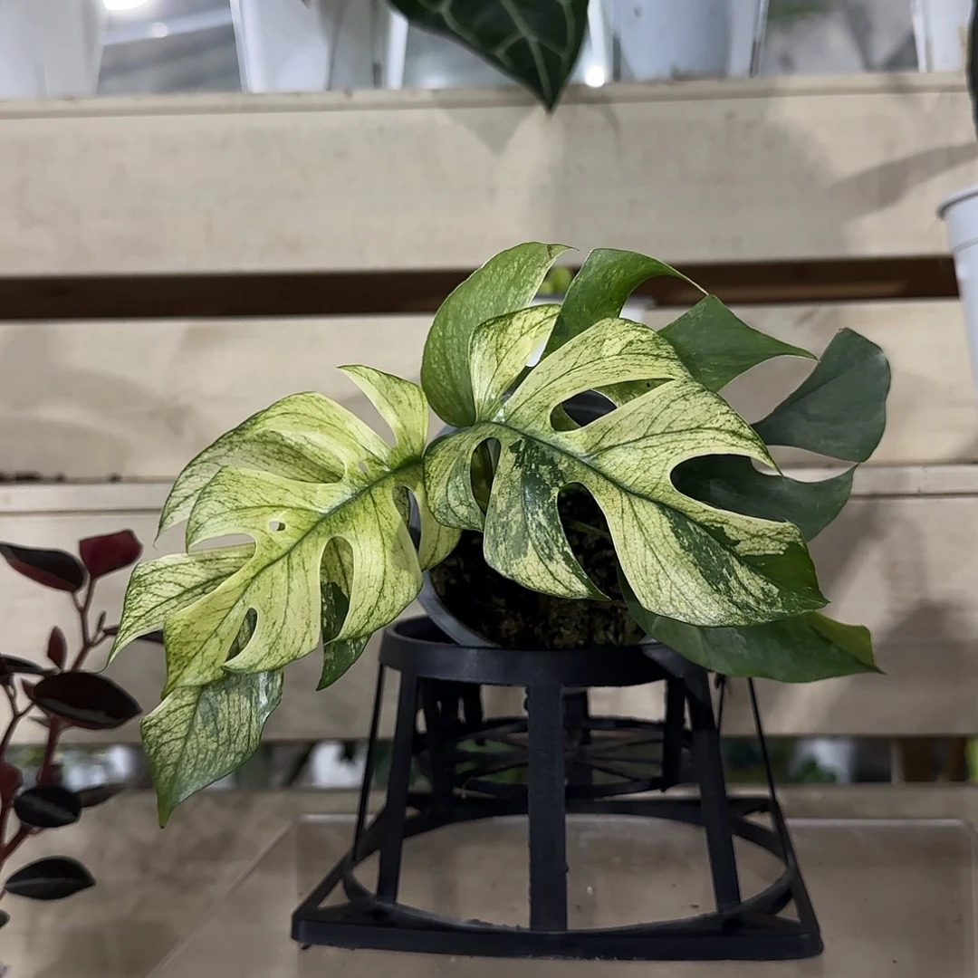 无花朵薄荷姬龟背锦