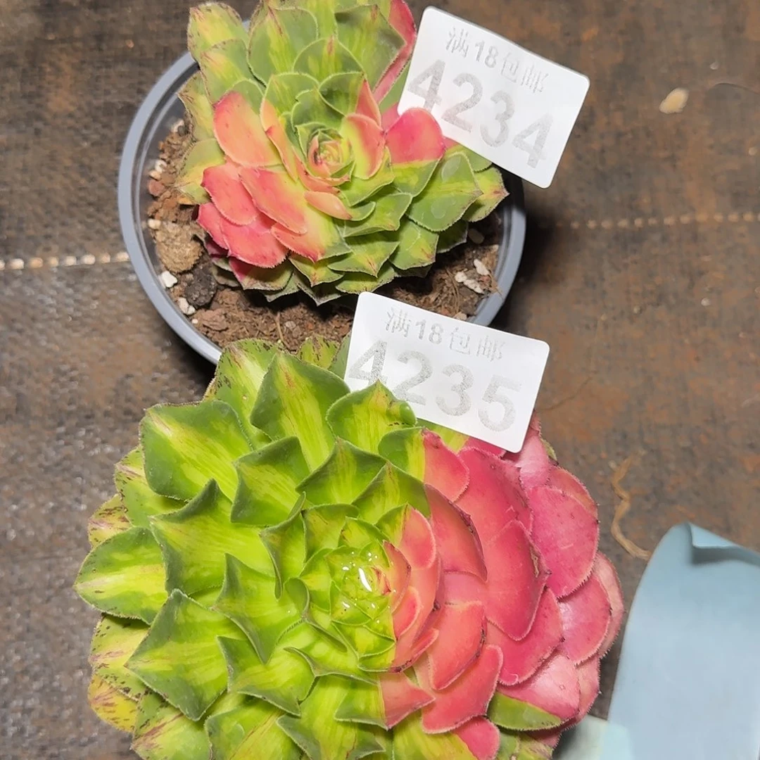 234，235 知否多肉法师植物