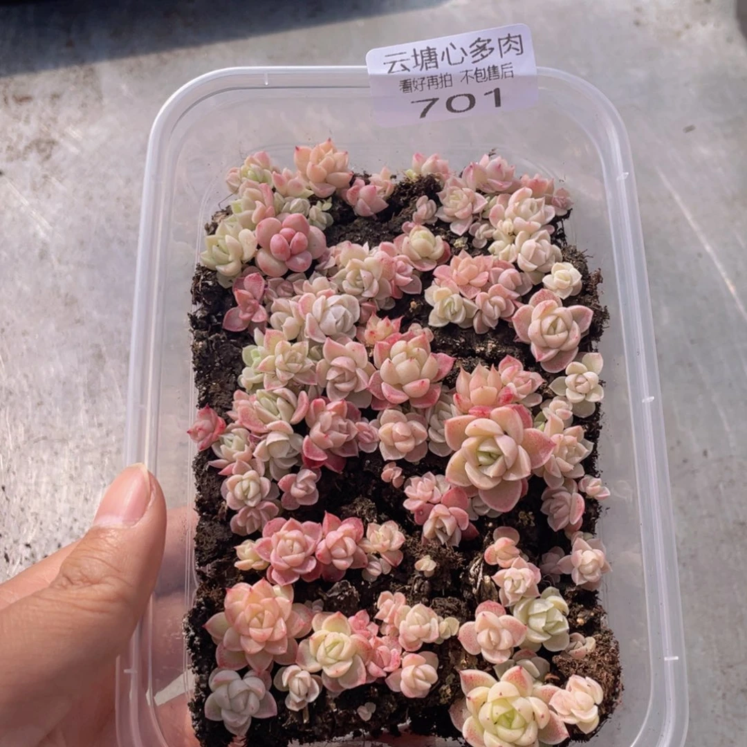 云糖心多肉植物701