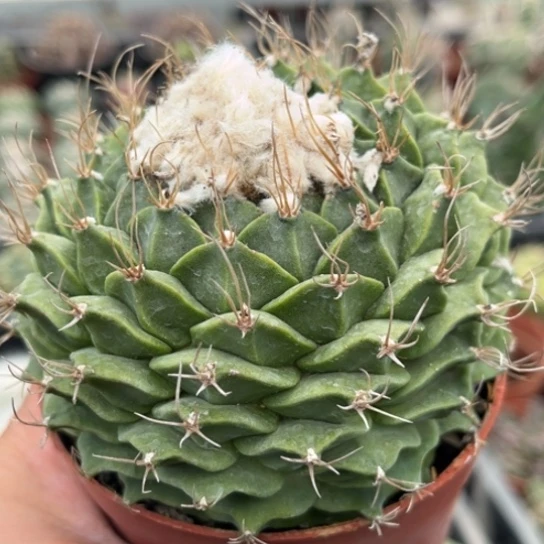 当前无花栽培后可以开花帝冠