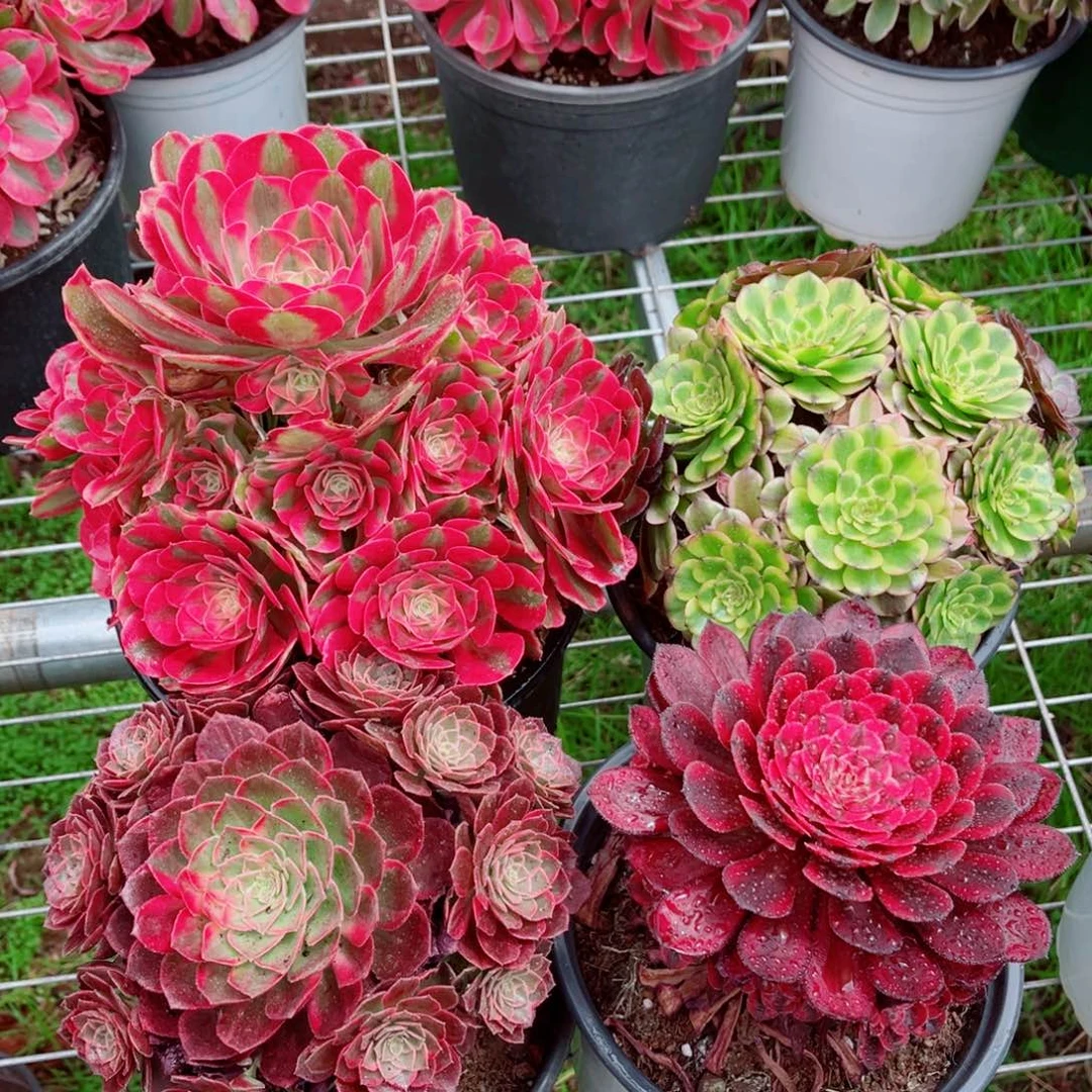 七彩石+万花铜+粉姬+梦境