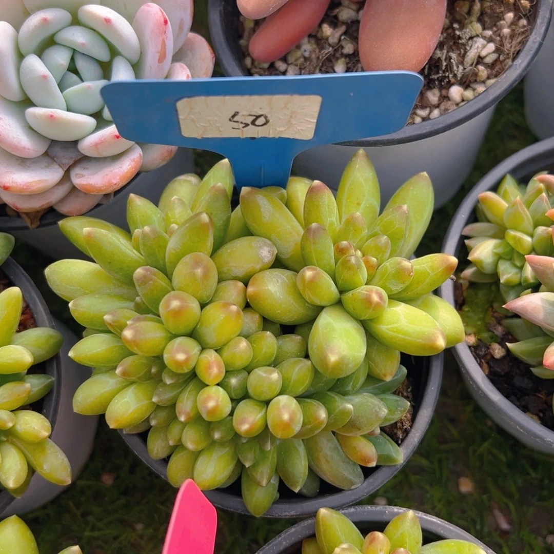 福利来啦打榜啦打