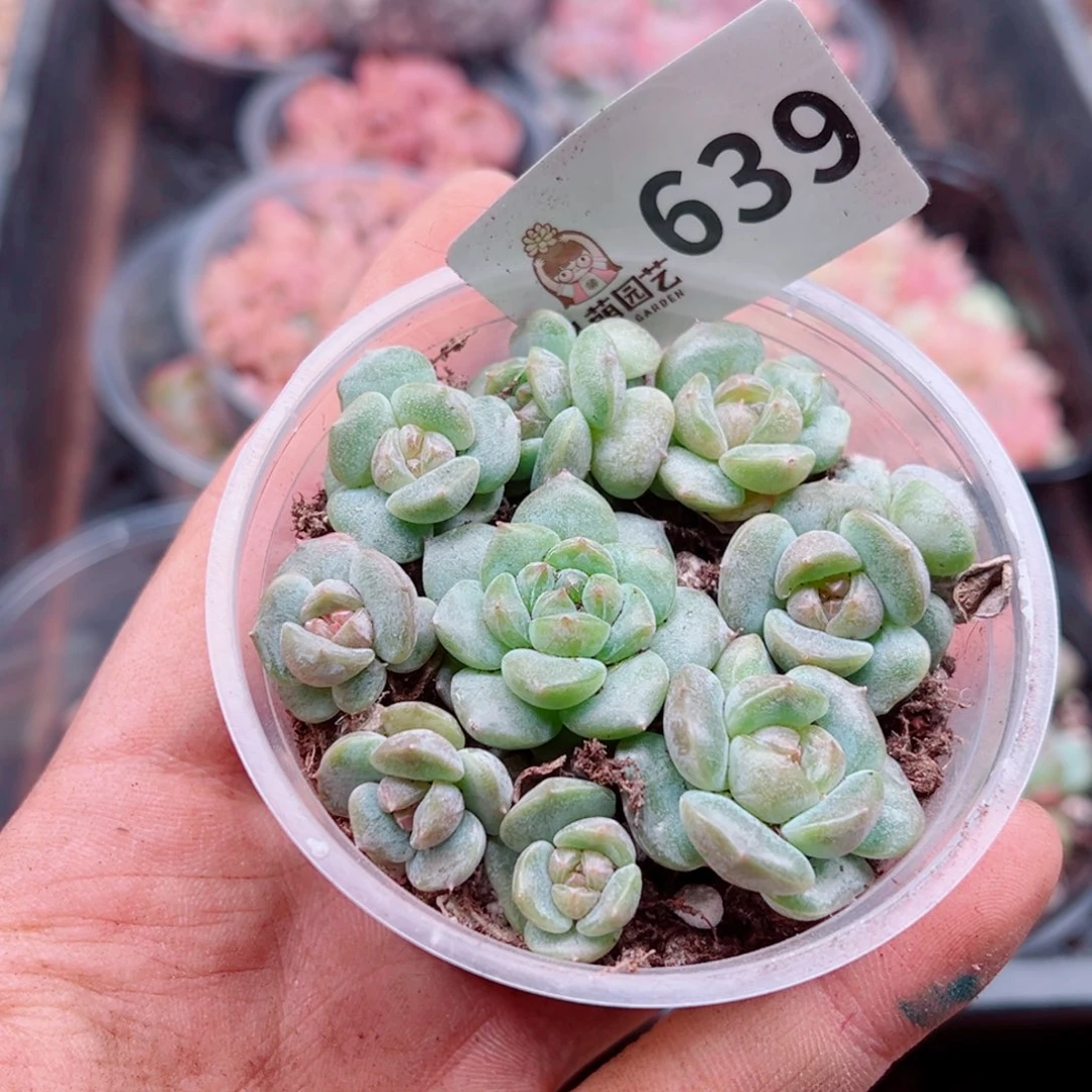 多肉植物多肉植物