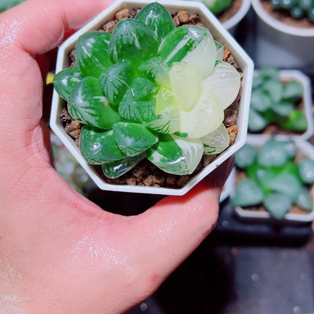 苏州玉露锦多肉植物