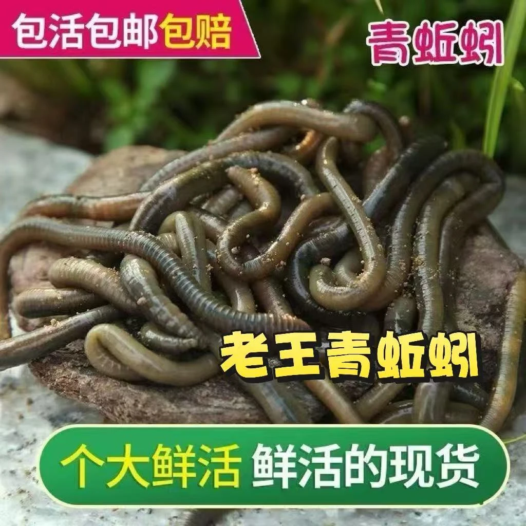 活体青蚯蚓鲜活钓黄鳝蚯蚓地龙松土蚯蚓钓鱼活饵