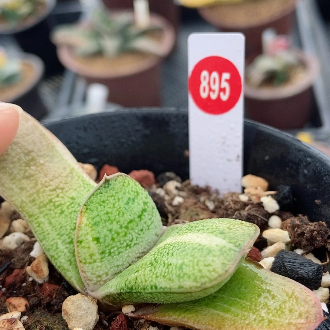 895转实生锦短叶带盆发货