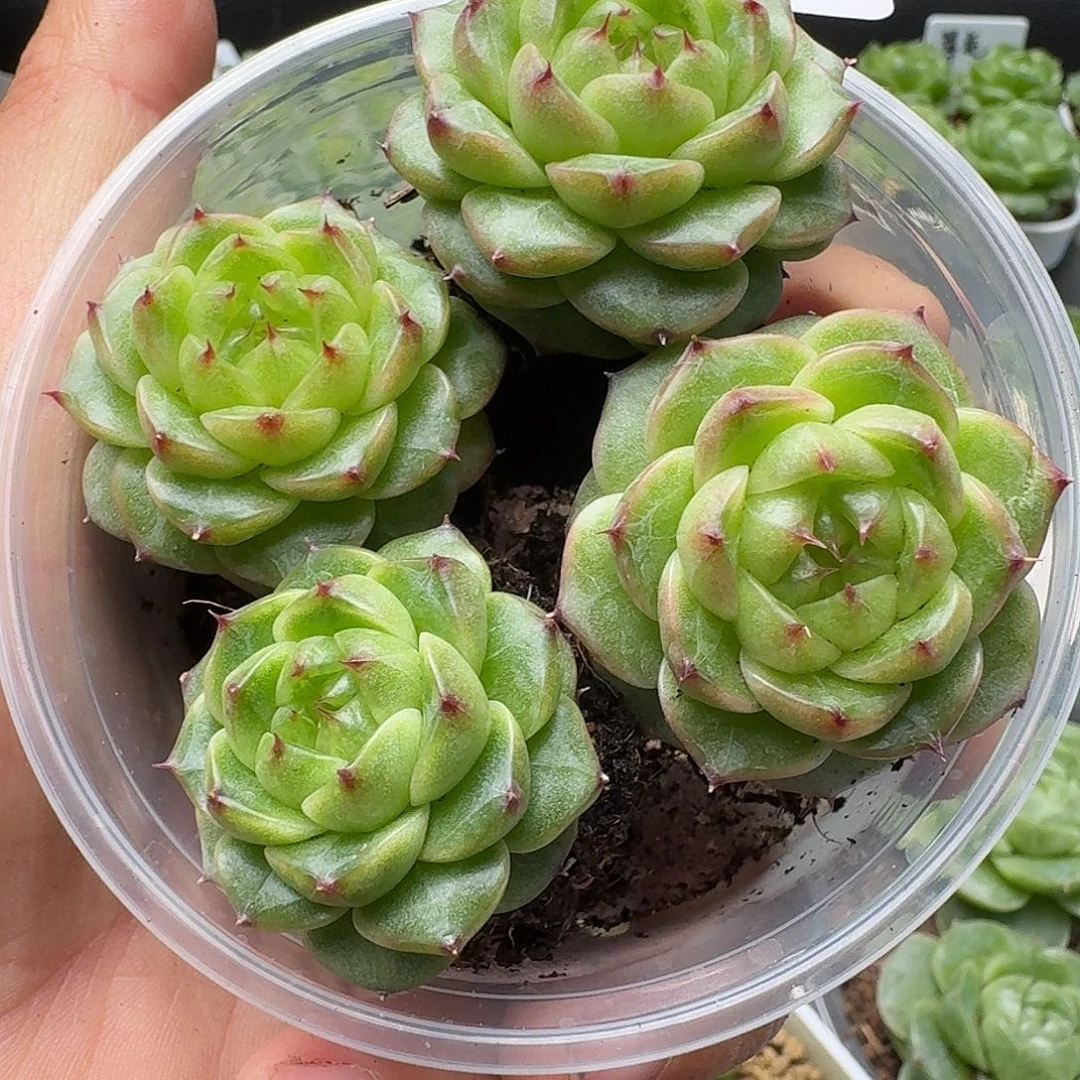 一物一拍一物一拍916-383