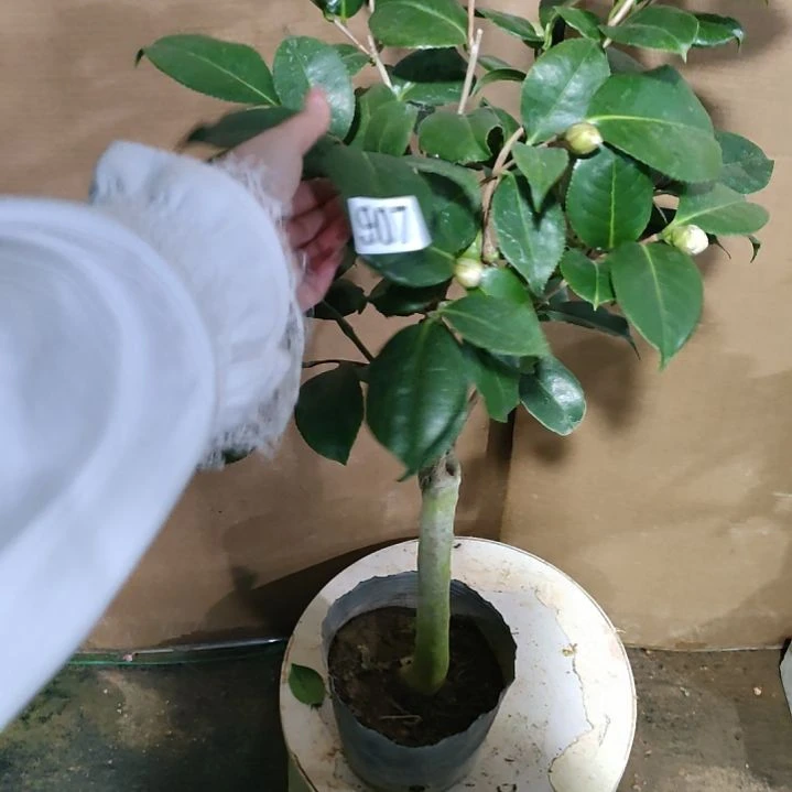 907斑瑟威力，原盆原土发货，不包邮