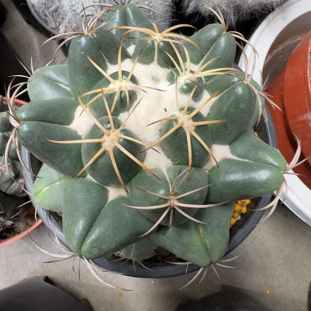 实生安宅象牙冠幅 11