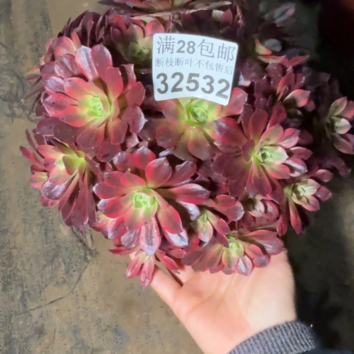 32532安娜多肉植物