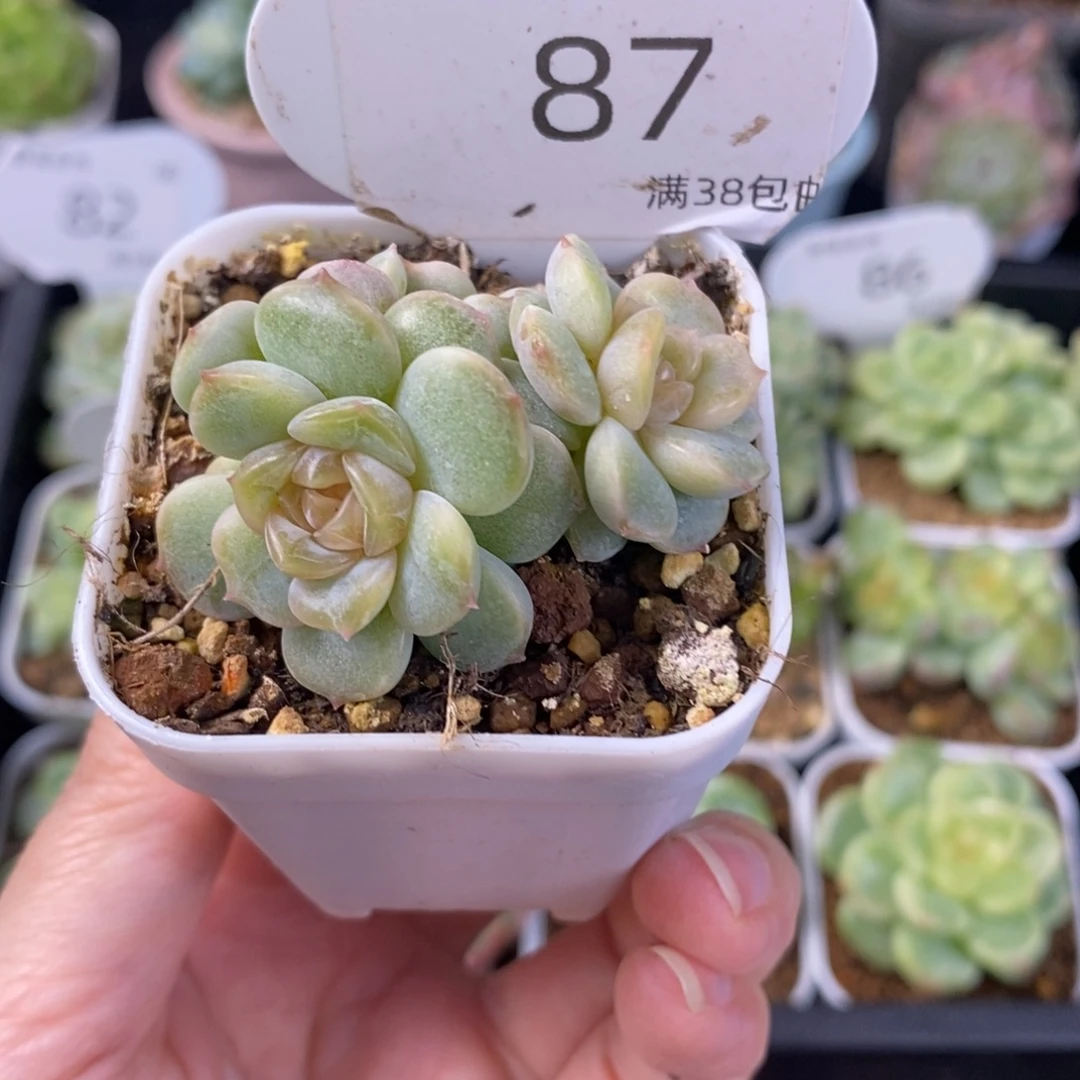 粉恋四头群一颗87号