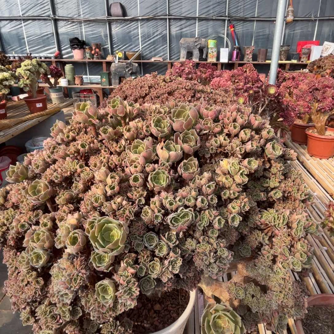 火玫瑰全朵朵缀木质