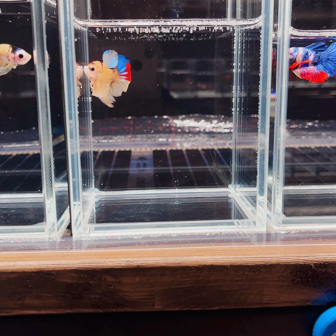 海水鱼宙斯斗鱼竞拍10-30