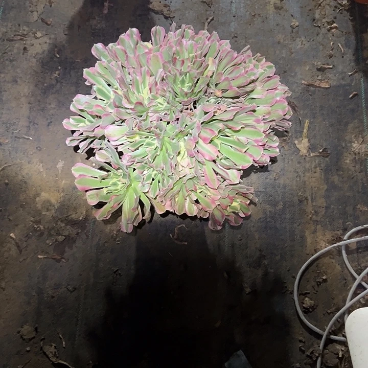 不包侧枝一物一拍89